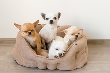 Four lovely, cute and beautiful domestic breed mammal chihuahua puppies friends sitting and lying in dog bed on white background. Pets resting, sleeping indoor. Funny pathetic animals. Emotional faces