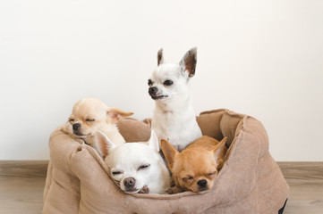 Four lovely, cute and beautiful domestic breed mammal chihuahua puppies friends sitting and lying in dog bed on white background. Pets resting, sleeping indoor. Funny pathetic animals. Emotional faces