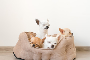 Four lovely, cute and beautiful domestic breed mammal chihuahua puppies friends sitting and lying in dog bed on white background. Pets resting, sleeping indoor. Funny pathetic animals. Emotional faces
