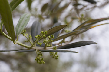 オリーブの実　小豆島