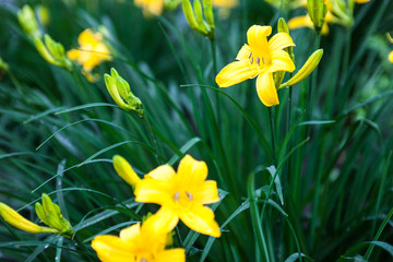 Blooming yellow lily flowers and lily buds