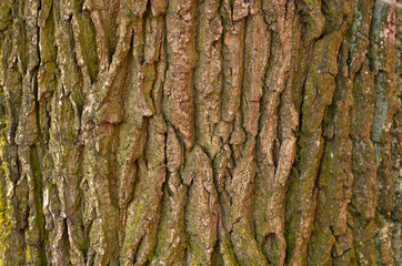 Bark old tree. wood texture
