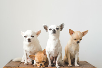 Four young, lovely, cute domestic breed mammal chihuahua puppies friends sitting on wooden vintage box. Pets indoor together looking around and asking. Pathetic soft portrait. Happy dog family.
