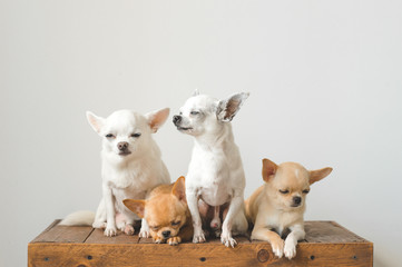 Four young, lovely, cute domestic breed mammal chihuahua puppies friends sitting on wooden vintage box. Pets indoor together looking around and asking. Pathetic soft portrait. Happy dog family.