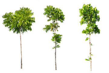 green tree nature isolated