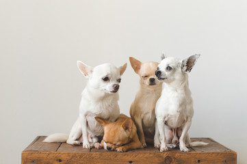 Four young, lovely, cute domestic breed mammal chihuahua puppies friends sitting on wooden vintage box. Pets indoor together looking around and asking. Pathetic soft portrait. Happy dog family.