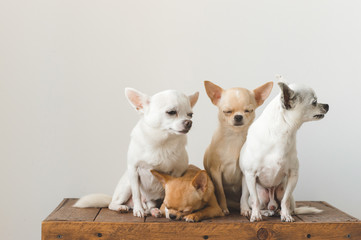 Four young, lovely, cute domestic breed mammal chihuahua puppies friends sitting on wooden vintage box. Pets indoor together looking around and asking. Pathetic soft portrait. Happy dog family.