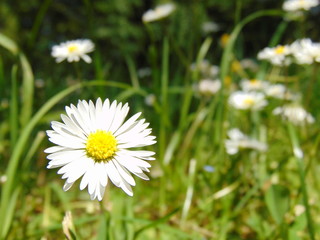 G&auml;nsebl&uuml;mchen