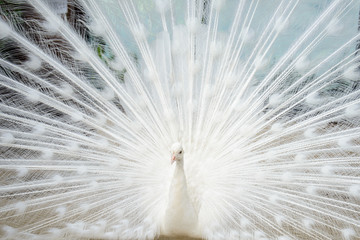 Naklejka premium White peacock with tail spread