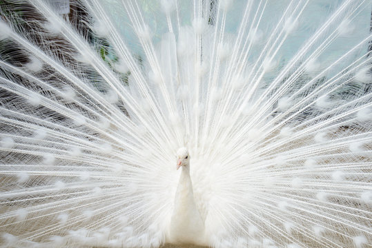 White Peacock Images – Browse 50,713 Stock Photos, Vectors, and Video |  Adobe Stock