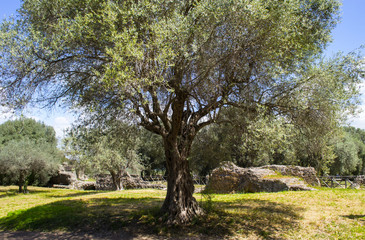 Obraz premium ulivi a villa Adriana tra le rovine