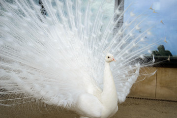 Obraz premium White peacock with tail spread