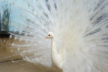 White peacock with tail spread