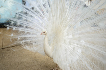 White peacock with tail spread