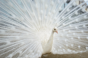 White peacock with tail spread