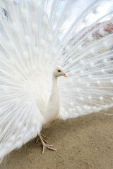 Fototapeta premium White peacock with tail spread