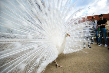 Obraz premium White peacock with tail spread