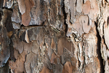 Pine Bark