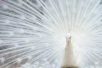 Fototapeta premium White peacock with tail spread
