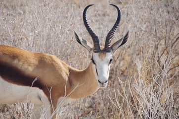 Impala at Etosha National Park