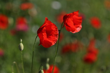 coquelicot