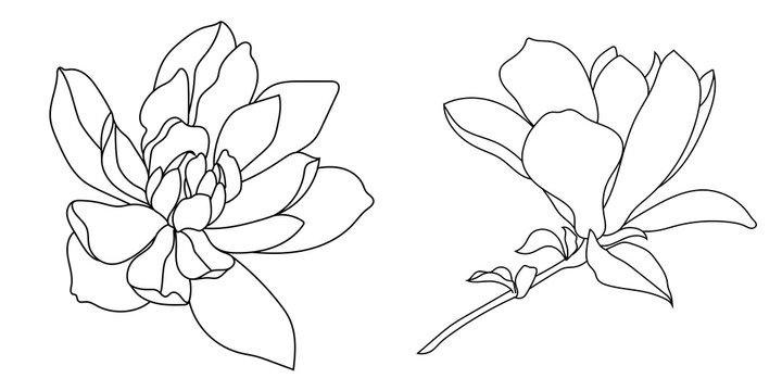 Set of graphical hand drawn magnolia flowers. Vector.