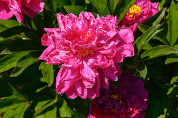 Pfingstrosenblüte in pink