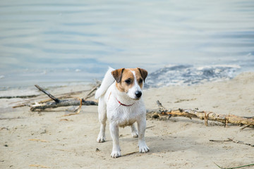 Dog Jack Russell plays with big stick on the sandy beach against the blue river water.