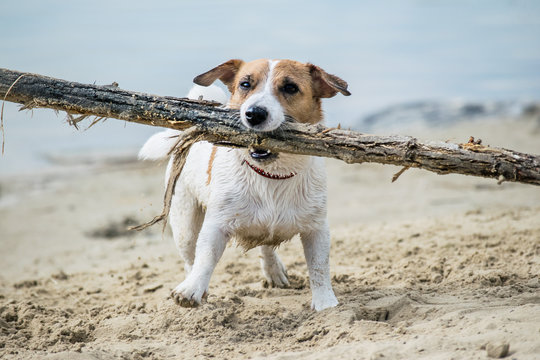 Dog Jack Russell Plays With Big Stick On The Sandy Beach Against The Blue River Water.