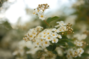 Bright garden flowers