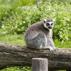 tailed lemur