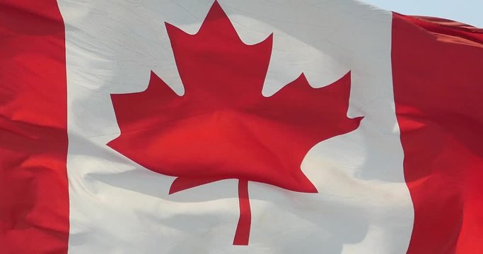 4k Canada flag is fluttering in wind.