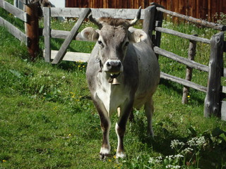 Kuh auf der Wiese