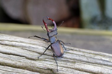 Hirschkäfer (Lucanus cervus)