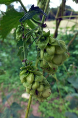 Hopfen