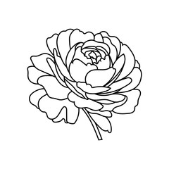 Flowers rose, black and white. Isolated on white background. Vector illustration.