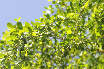 Terminalia ivorensis Chev. or Terminalia ivorensis