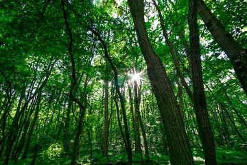 Fototapeta na wymiar forest sun shining through the trees