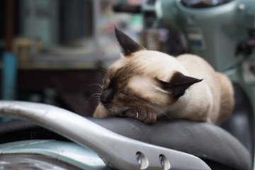 White half black gray cat sleeping on the motorcycle seat