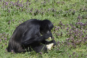 Black monkey eating banana in the zoo