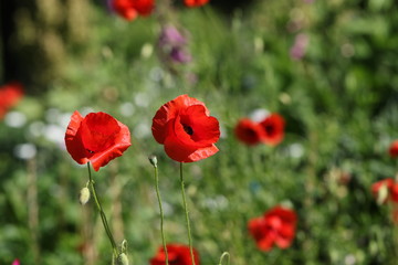 coquelicot
