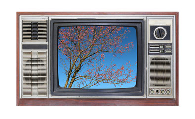 Retro television on white background with image of sakura tree with blue sky on screen.