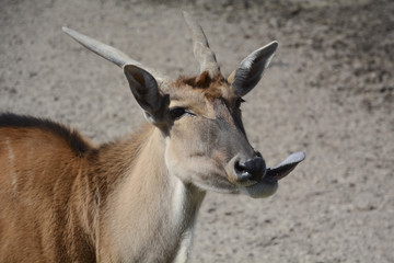 Wild Goat showing tongue