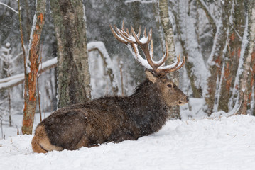 Adult noble deer with large horns covered with snow, resting in a snow-covered forest. Deer under the snow. The big deer lies on the snow and looks at you.The trophy antlered stag with in the snow.