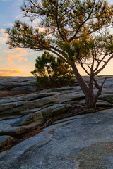 The pine tree on the top of the Stone Mountain at sunset, Georgia, USA
