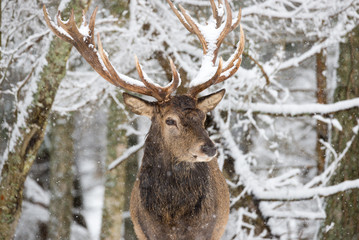 Naklejka na ściany i meble Single adult noble deer with big beautiful horns on snowy field on forest background. European wildlife landscape with snow and deer with big antlers.Portrait of Lonely elk.Desired trophy for hunters.