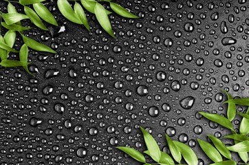 leaves on the black background