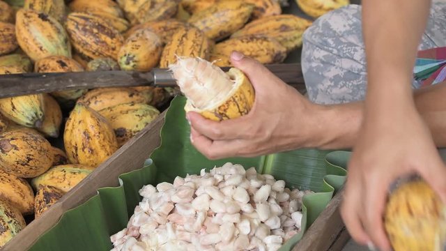 Opening a cocoa pod to show beans inside