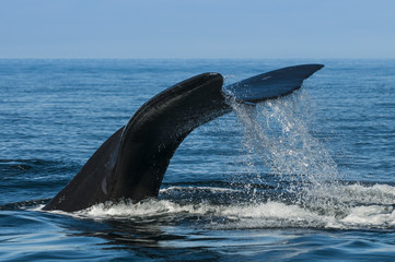 Right whale, Patagonia , Argentina