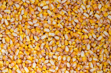 Top view of corn seeds pile as background